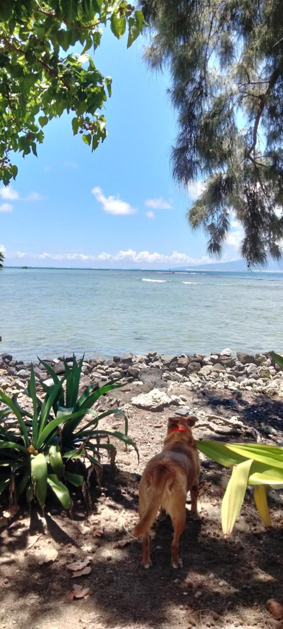 Bungalow Vue Lagon 180 Degre, La Maison Bleue Moorea Exteriér fotografie